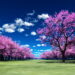 Image of cherry blossom trees in the Spring. Representing Spring Quotes.